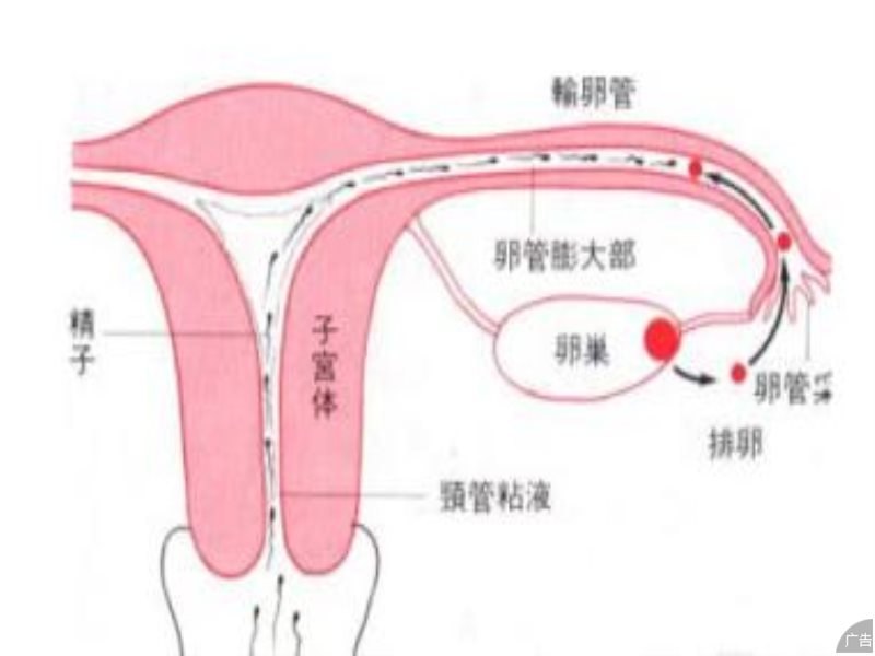 输卵管肿瘤应该怎样治疗